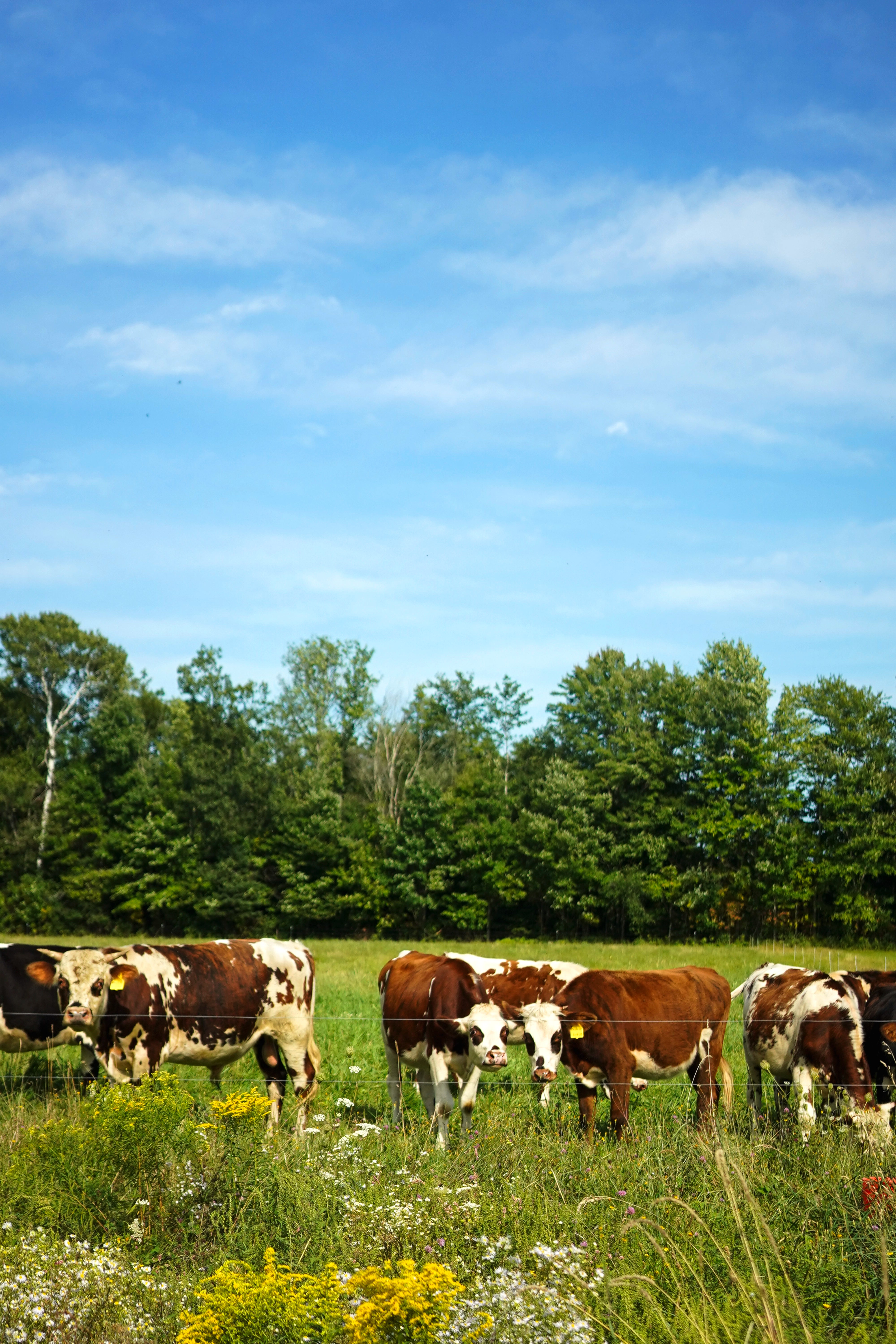 Farmstead Cheese Producers