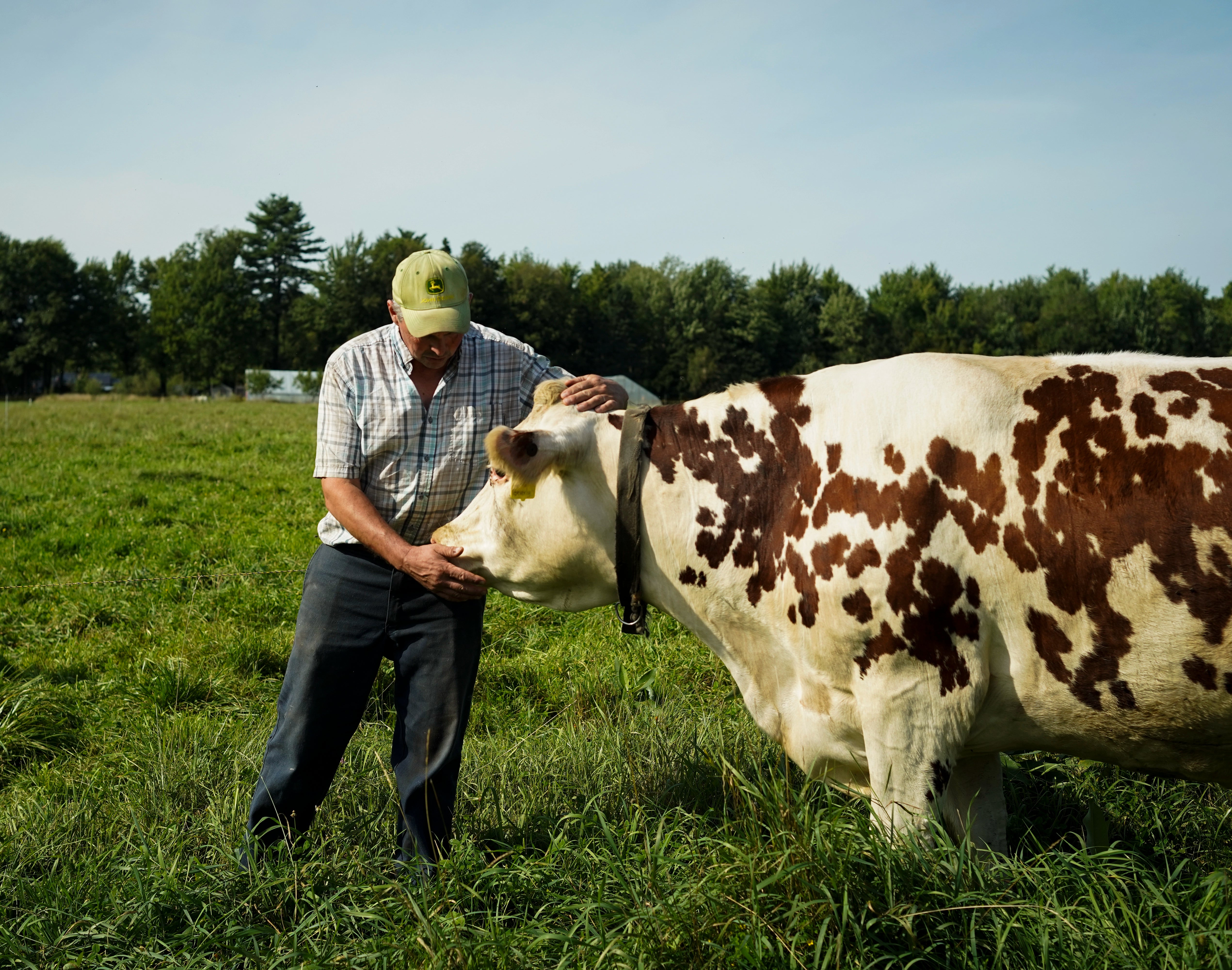 Our Normande Cows