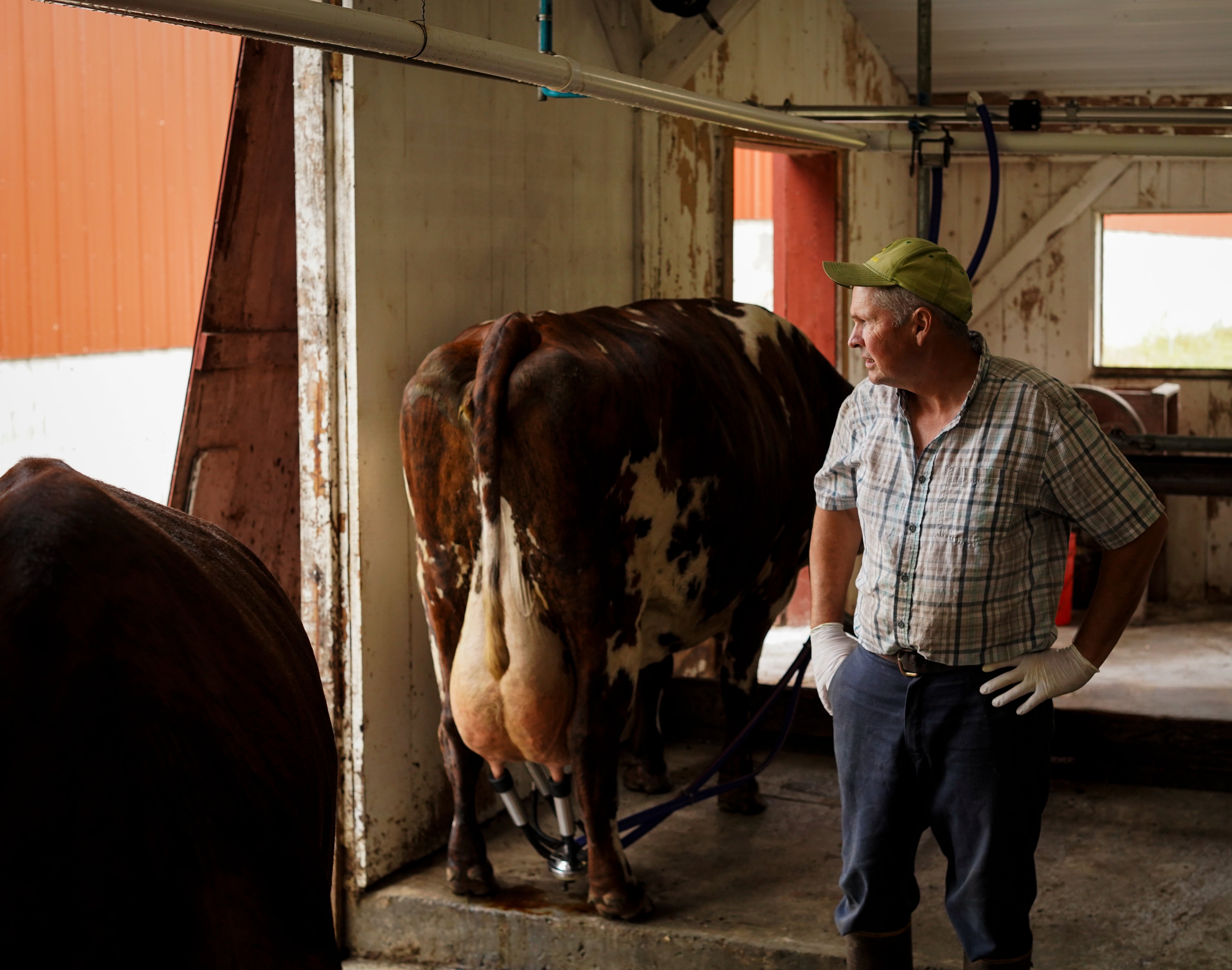 Doug Taking A Moment During The Milking Process