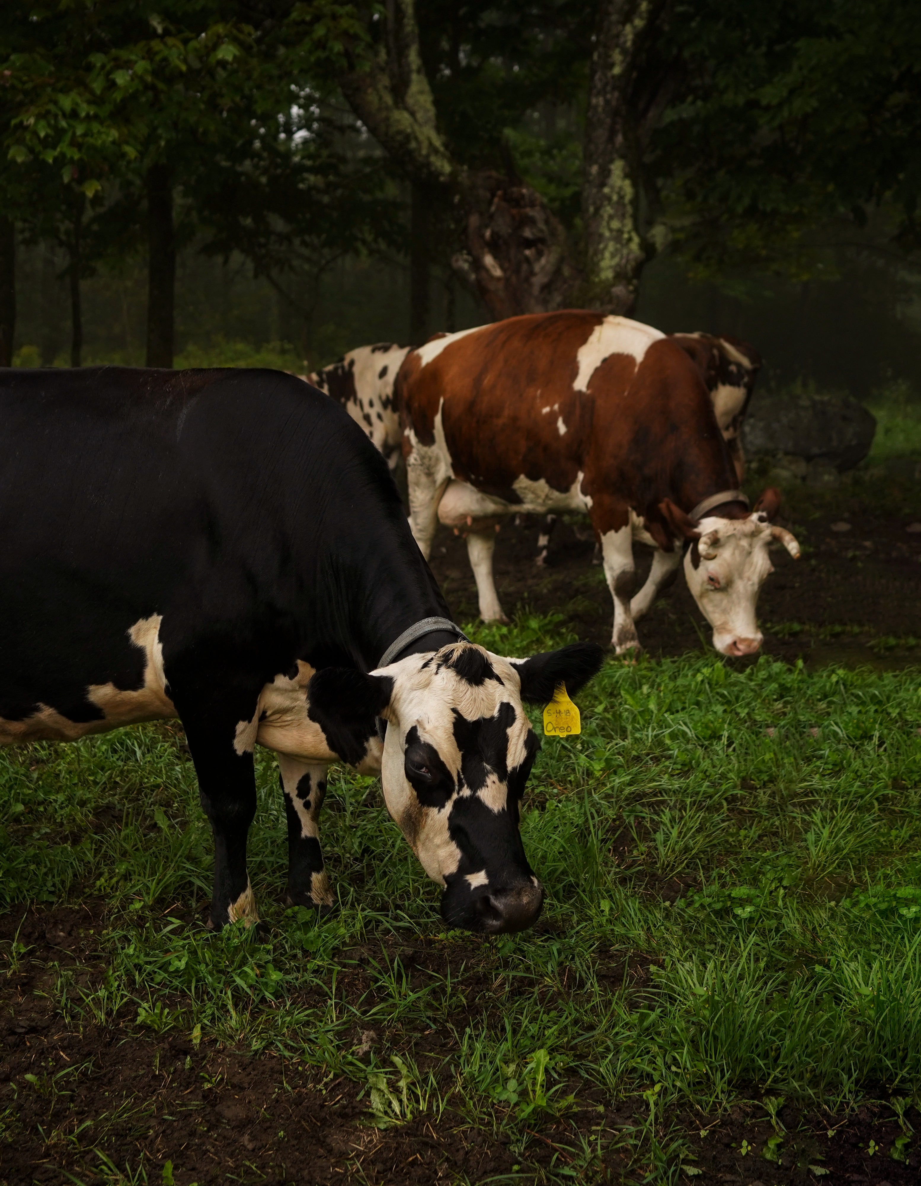 Group of cows