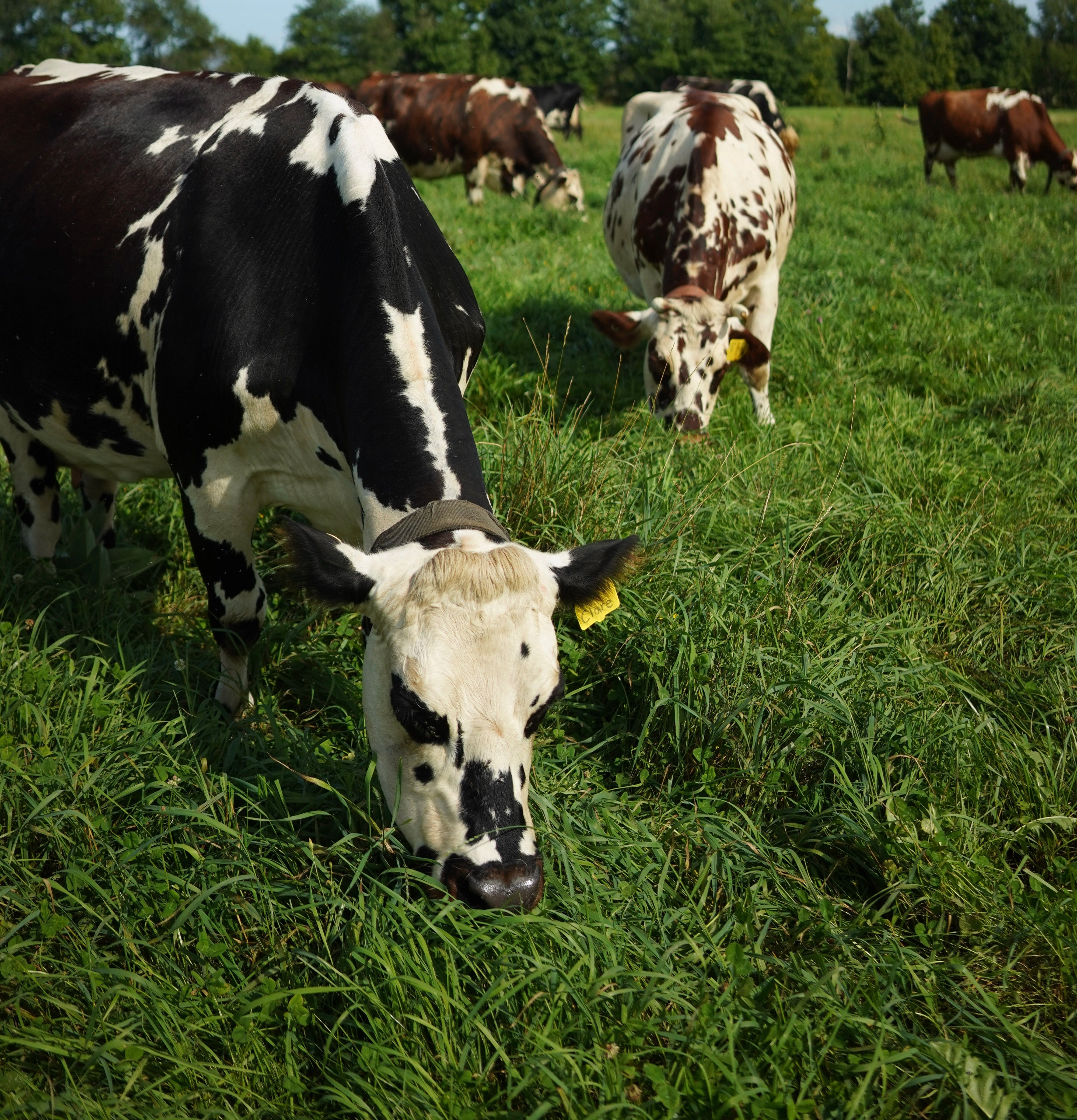 Maine Open Farm Day