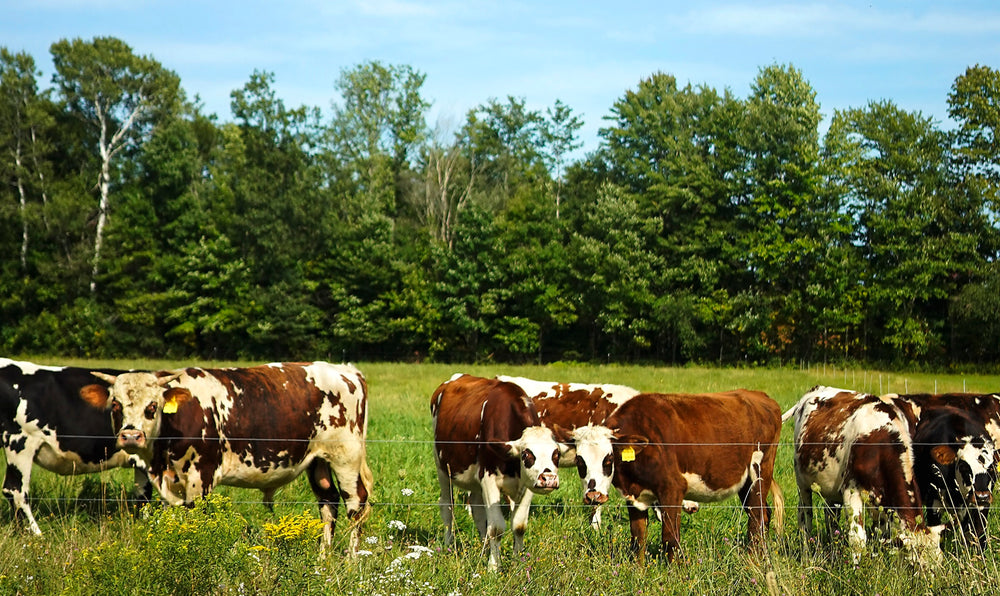 Balfour Farm