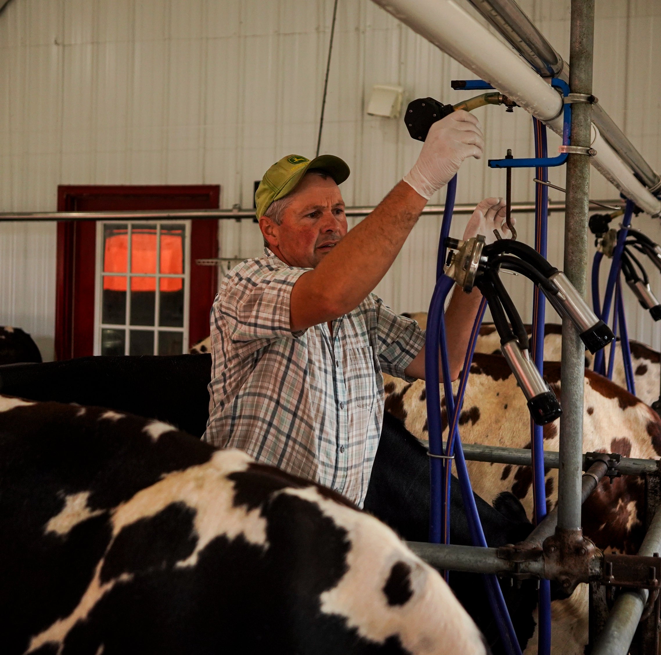 Moving The Cows Off Pasture