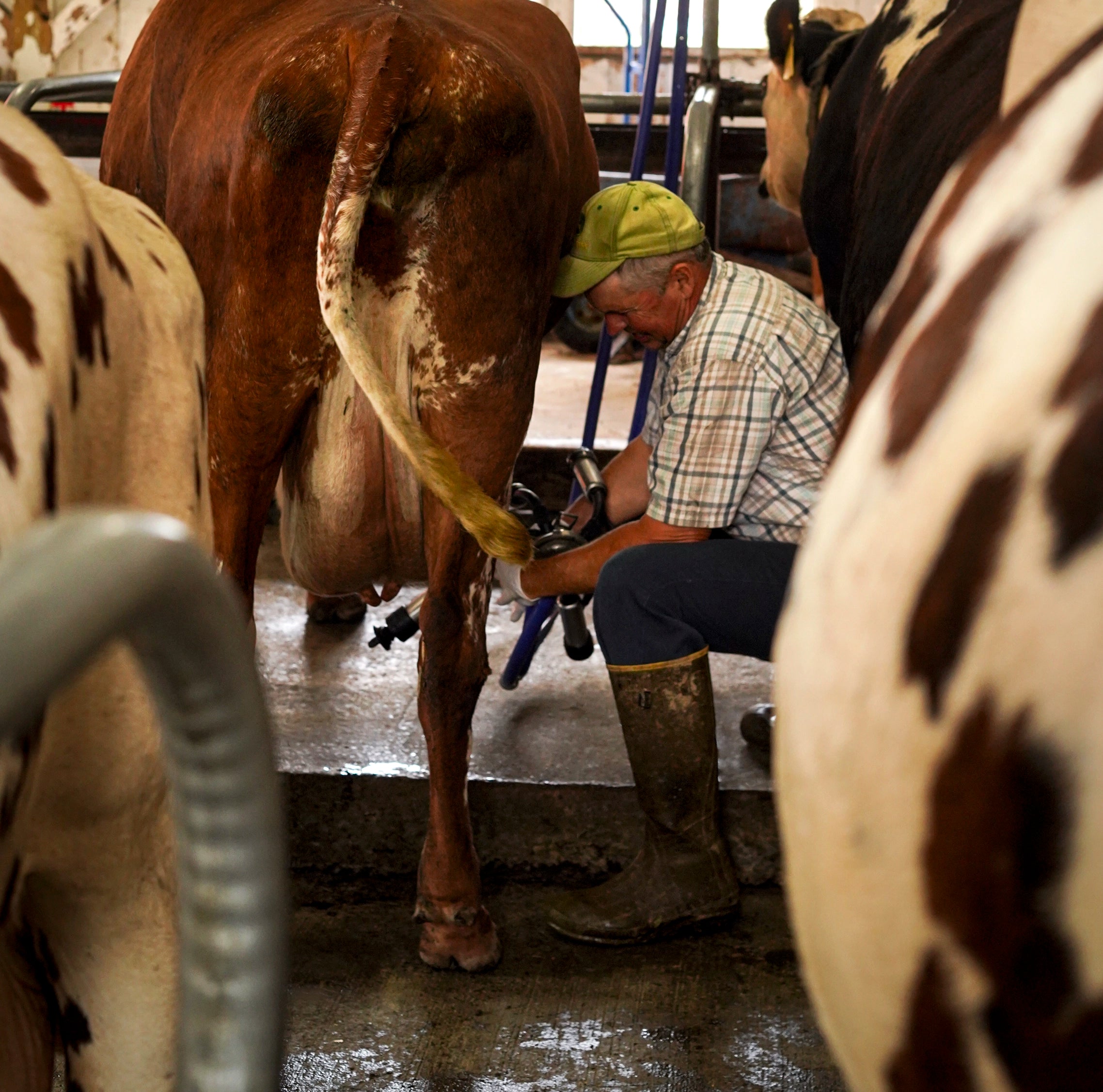 Moving The Cows Off Pasture