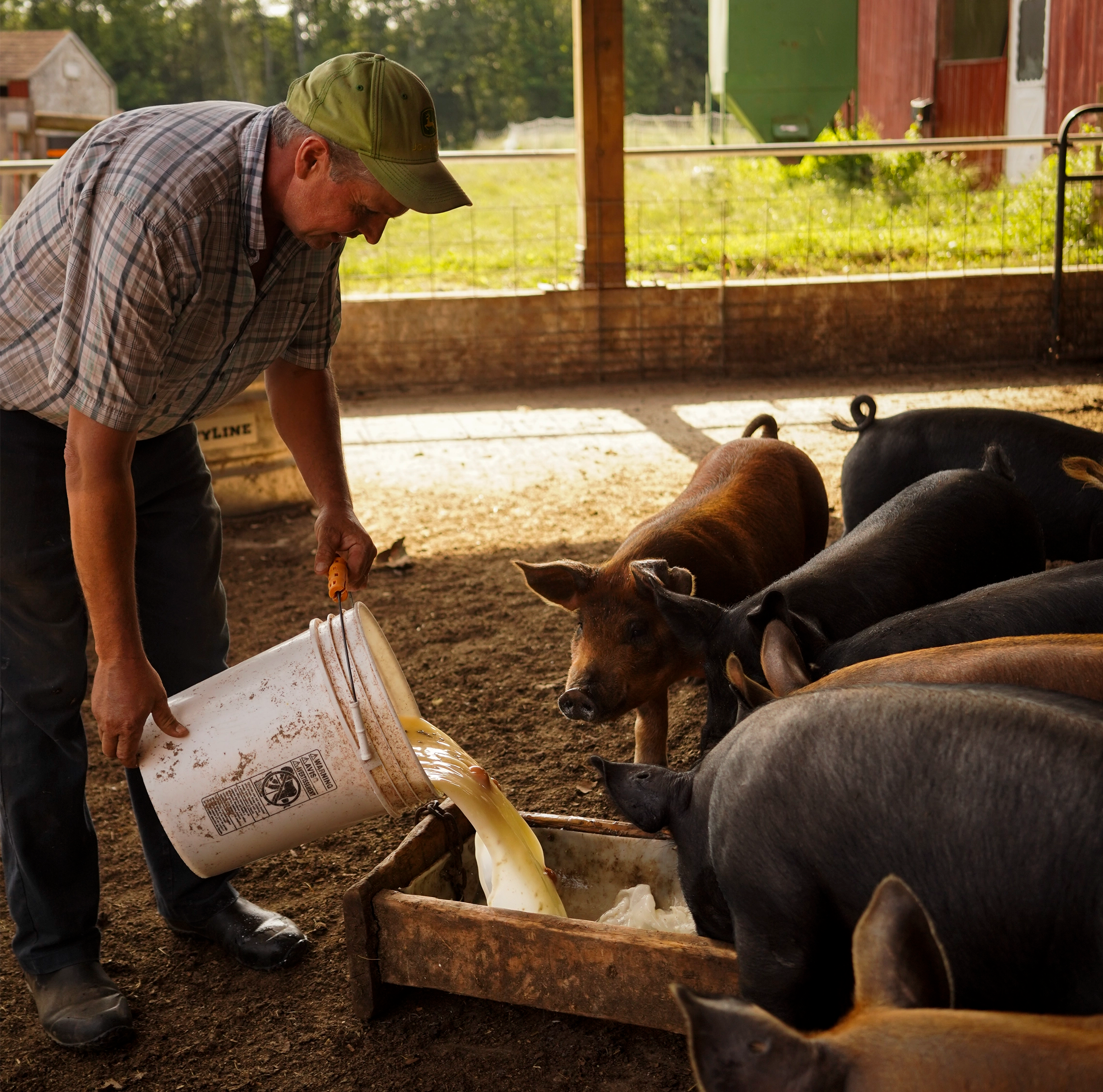 Pigs Being Fed