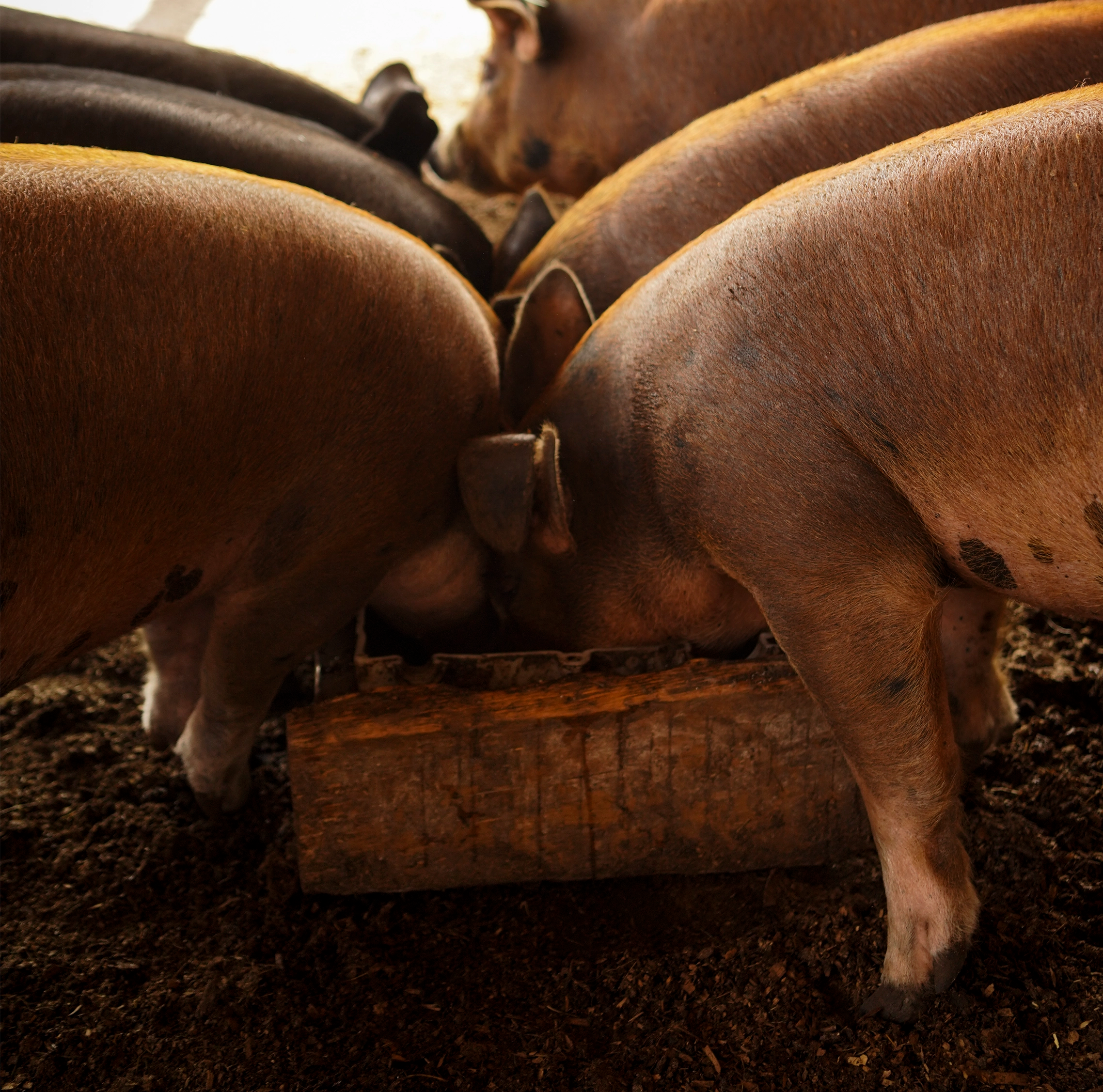 Pigs Being Fed