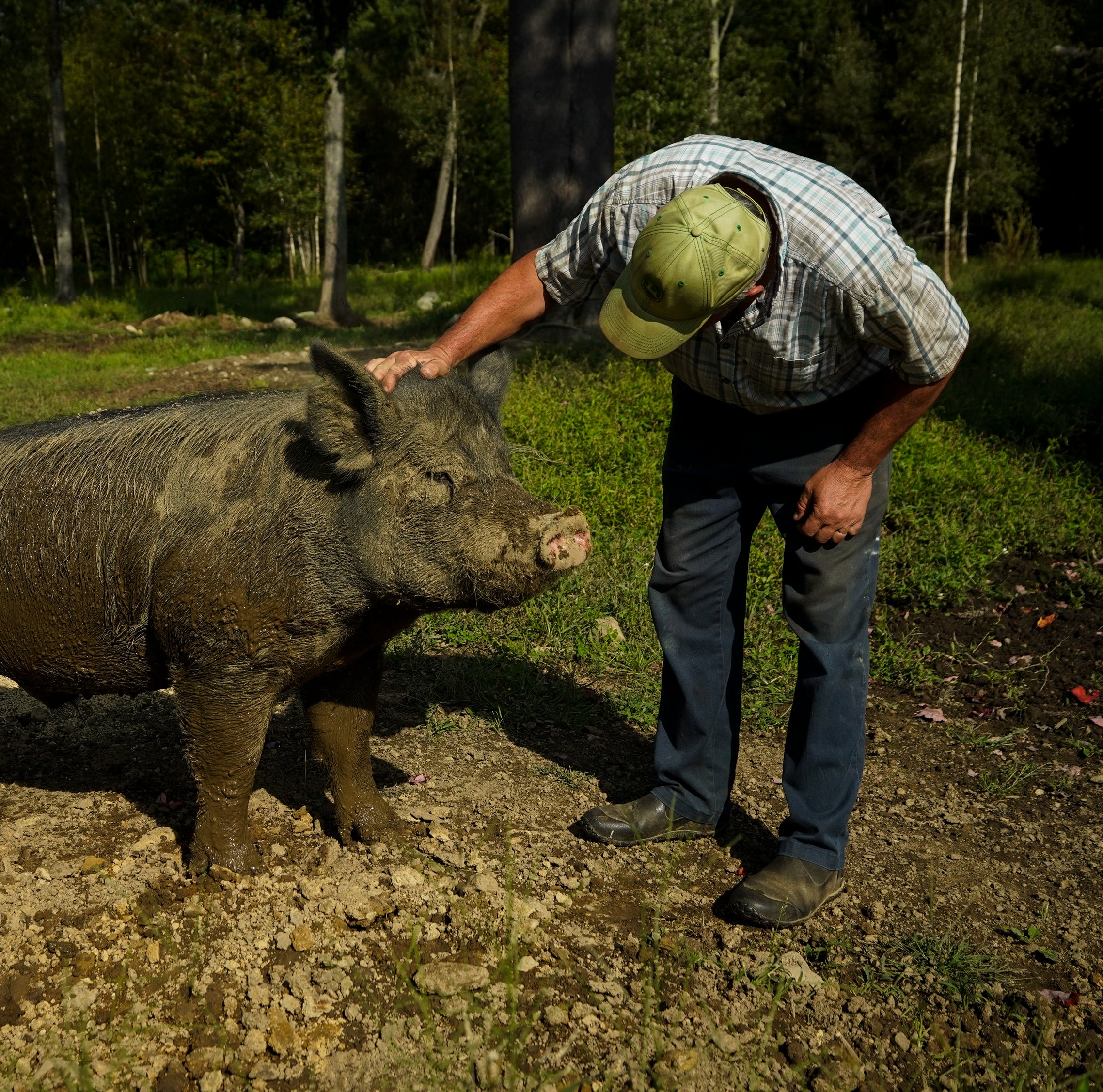 Pigs In Their Element